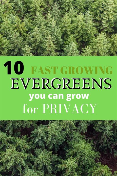 10 Fast Growing Evergreen Trees for Privacy ~ Garden Down South | Fast ...