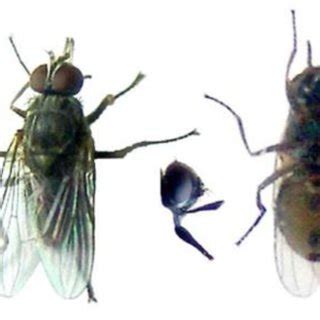 Life cycle of Stomoxys calcitrans (Figure made by Carlos Ramón ...