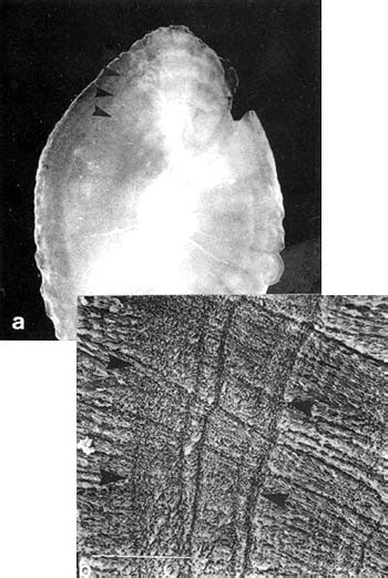 Determination Of Growth In Bony Fishes From Otolith Microstructure