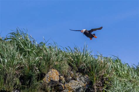 Tracking Puffins in the Kodiak Archipelago. 10/18, 5pm-6pm (AKDT ...