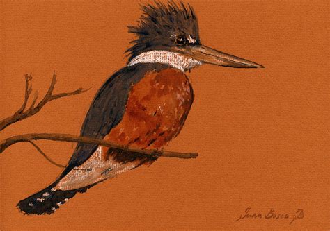 Ringed Kingfisher Bird Painting By Juan Bosco Fine Art America