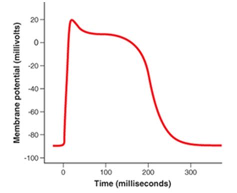 Cardiac Action Potential Diagram Quizlet