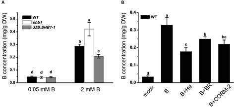 Frontiers Shb Hy Alleviates Excess Boron Stress By Increasing Bor