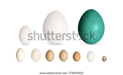 547 Ostrich Emu Egg Images, Stock Photos & Vectors | Shutterstock