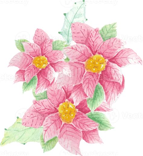 Free Watercolor Christmas Poinsettia Flower Bouquet 13390881 Png With