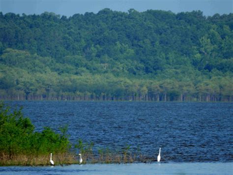 LWF Raises Concerns to Wildlife & Fisheries over Catahoula Lake ...