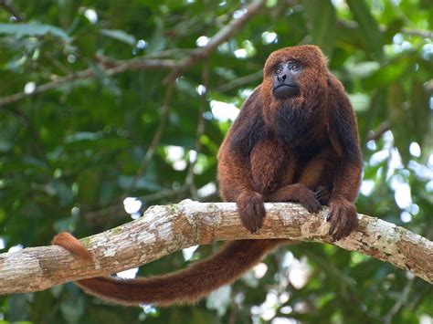 Mamíferos Y Monumentos Naturales De Misiones Itmisiones