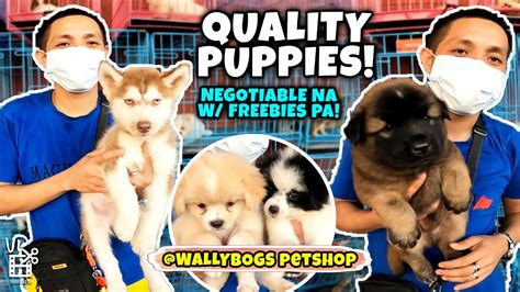 Mga Bagong Dating Na Puppies Mura Na Quality Pa Dito Lang Sa Wallybogs