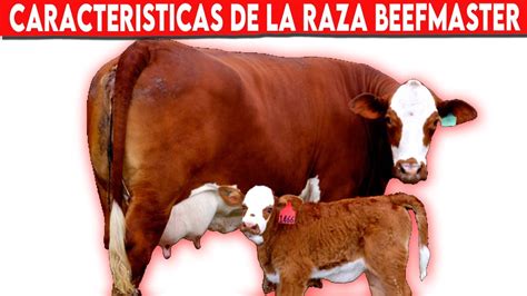 Conoce Las Caracter Sticas De La Raza Beefmaster Ganado Bovino Youtube