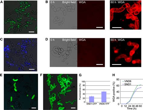 Figure 1 From Arabidopsis VASCULAR RELATED NAC DOMAIN6 Directly