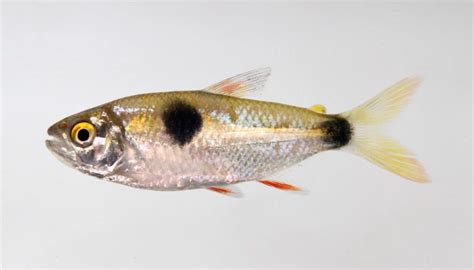 Tetra Fish Types Guide To Types Of Tetras 29 Species Fish Laboratory