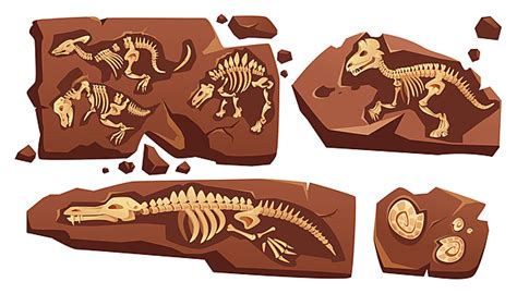 Dinosaur Bone Vector Hd Images Soil With Dinosaur Bones With