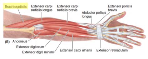 Extensor Region Of Fa And Hand Anatomy Final Flashcards Quizlet