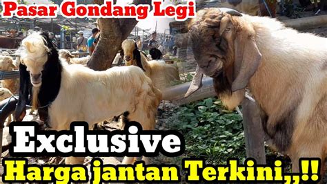 UPDATE HARGA KAMBING HARI INI PASAR HEWAN GONDANG LEGI MALANG