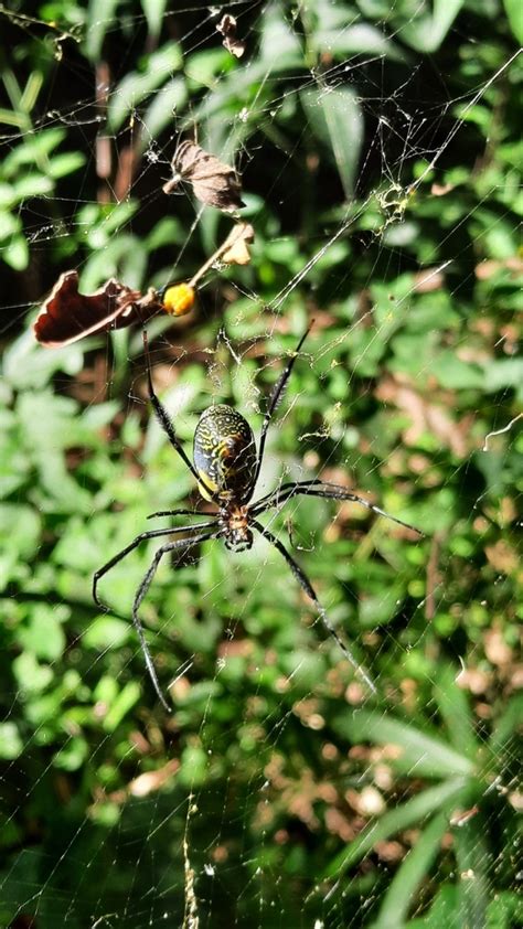 Hairy Golden Orb Weaving Spider From Emakhazeni Local Municipality