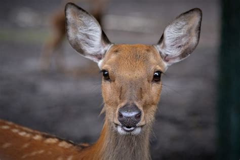 Do Deer Live In The Rainforest Fauna Facts