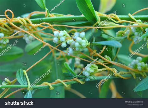 Parasitic Plant Cuscuta Grows Field Among Stock Photo 2120859776 ...