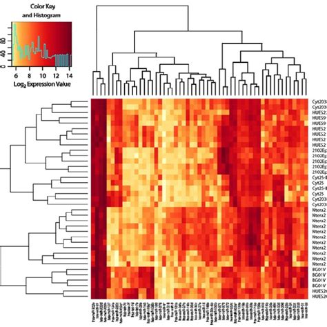 Heat Map Of Microrna Expression In Hesc And Their Corresponding