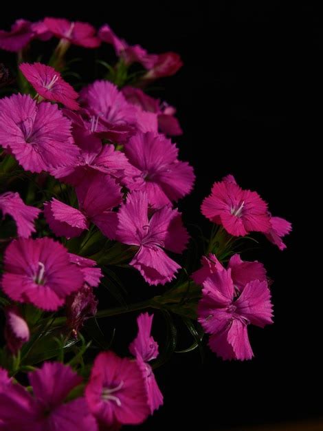 Premium Photo | Beautiful purple flower bouquet