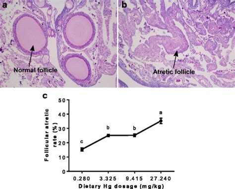 Effect Of HgCl2 On Follicular Atresia Rate In Laying Hens Ovary