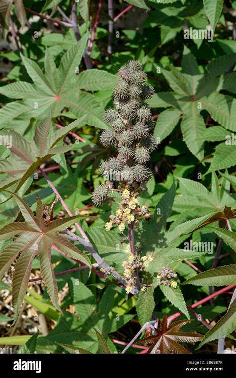 Ricin plant hi-res stock photography and images - Alamy