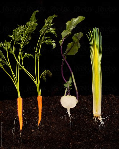 root vegetables cross section  stocksy contributor ryan matthew