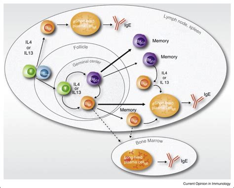 model  ige production  memory ige antibody  generated initially