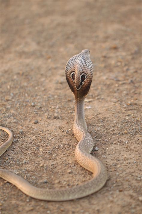 King Cobra | The Butterfly Diaries