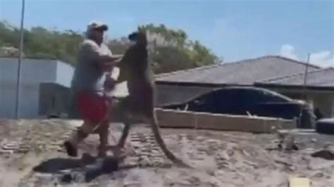 Massive kangaroo attacks NSW father on Christmas Day | PerthNow