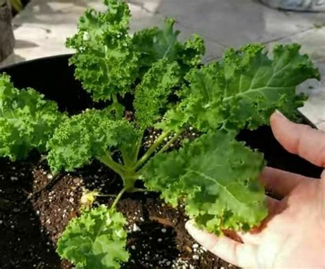 Growing Kale Indoors 10 Proven Steps A Foolproof Guide