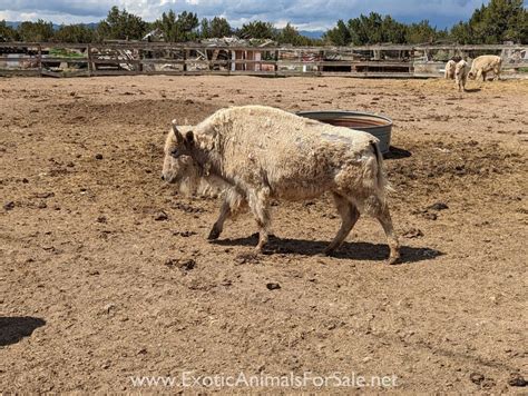 White Bison for Sale