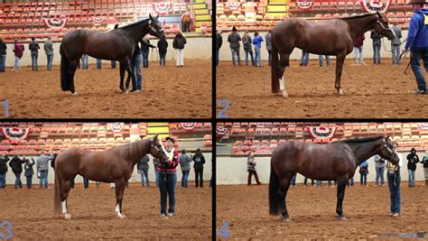 Horse Classes with Video Reasons | Livestockjudging.com