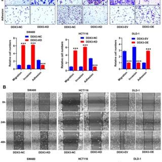 Low Expression Of Ddx Promoted Crc Cell Migration And Invasion In