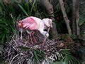 Category Platalea Ajaja Nests Wikimedia Commons