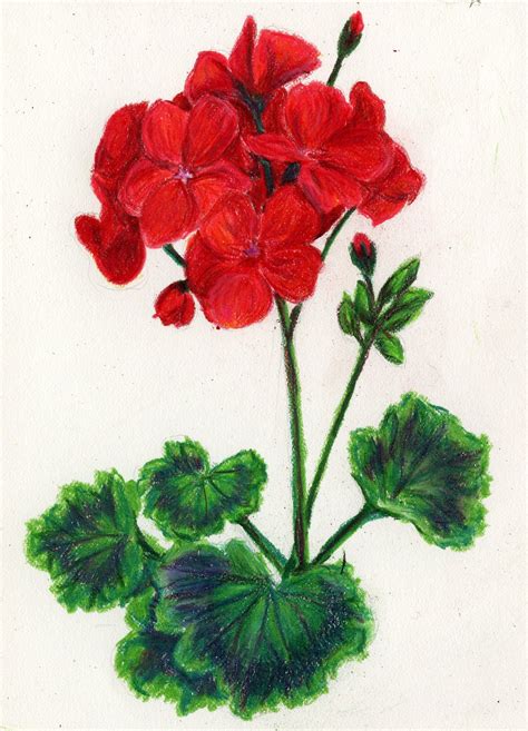 Geranium Pencil Drawing Flower Painting Watercolor Paintings For