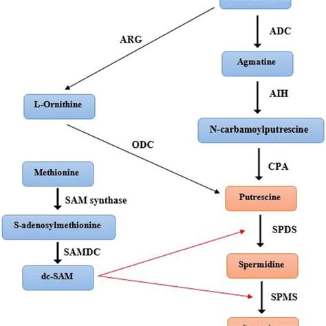 Polyamine Biosynthetic Pathway In Plants Adc Arginine Decarboxylase