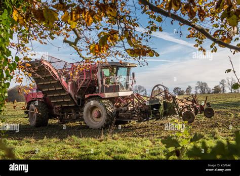 beet harvester  res stock photography  images alamy
