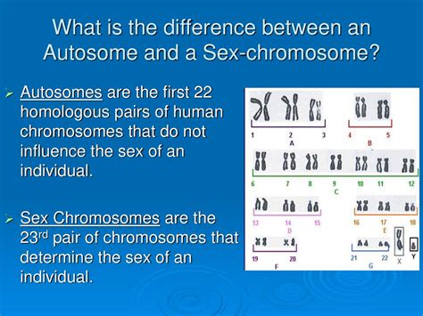 Human Genetics Ch Autosomal Dominant Autosomal Recessive And Sex