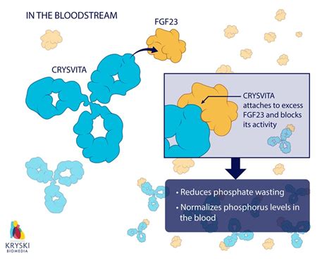 Crysvita Mechanism Of Action Illustration By Kryski Biomedia Medical