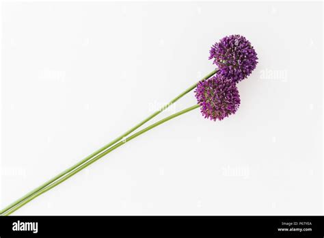 Allium Isolated On White Background Stock Photo Alamy