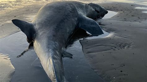 Due turisti italiani aggrediti da uno squalo nel Mar Rosso uno è morto