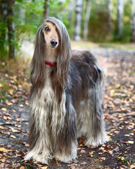 Long-Haired Greyhound: Do Greyhounds Have Long Hair?