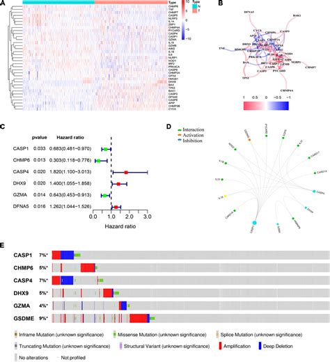 Frontiers Identification Of The Pyroptosis Related Gene Signature For