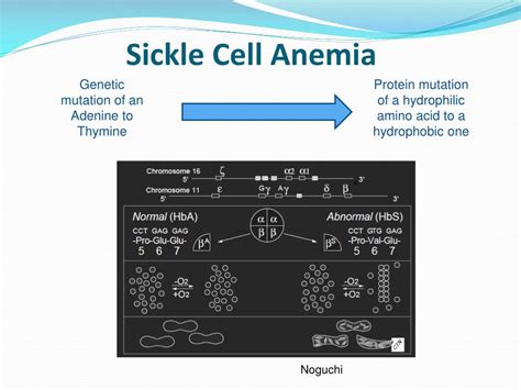 Ppt The Role Of Kr Ppel Like Factor In Erythroid Cells Powerpoint