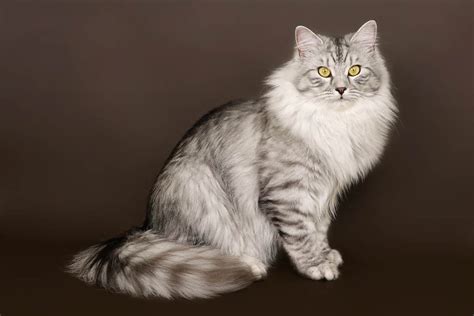 Siberian Cat Breed Information Cat World