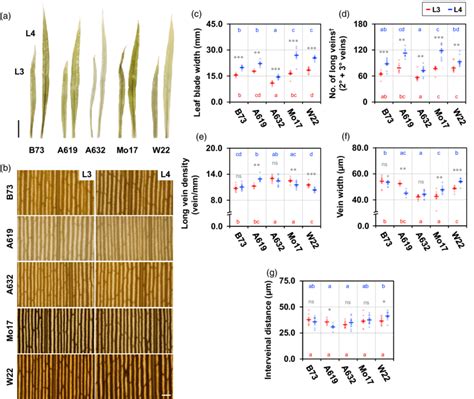 Quantification Of Vein Traits In Common Maize Inbred Lines A