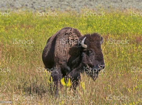 Male Bison Grazing Stock Photo - Download Image Now - American Bison ...