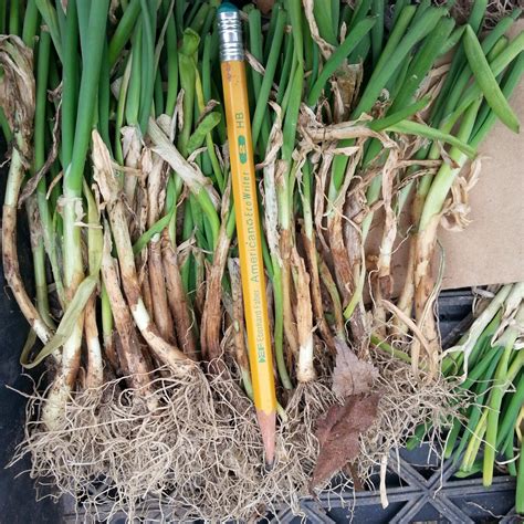 Cabernet Onion Transplants - Certified Organic - Keene Garlic