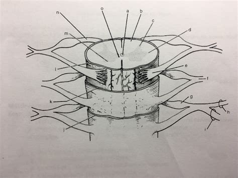 Spinal Cord Labeling Diagram Quizlet