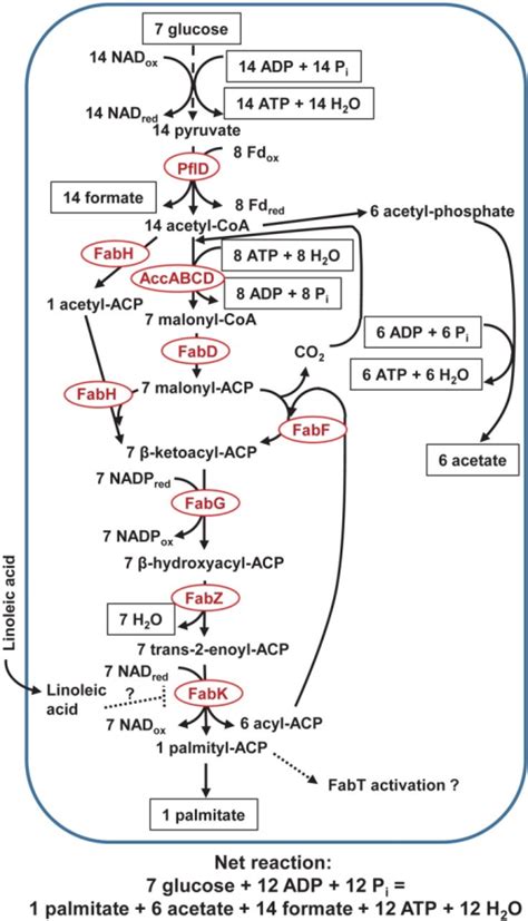 Pathway Of Palmitate Production In Rumen Butyrivibrios Open I